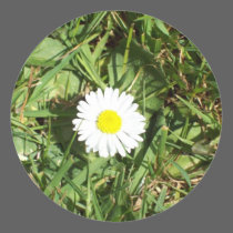 Daisy, daisy... stickers