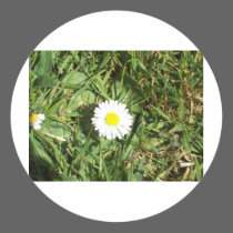 Daisy, daisy... stickers