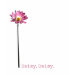 Ladies Baby Doll (Fitted)