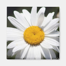 Daisy Darling Magnets