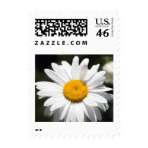 Daisy Darling Stamps