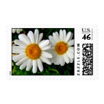 Daisy Days stamps stamps