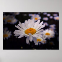 Daisy de Agua Piedra Posters