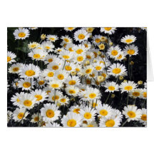 Daisy Delight Greeting Cards