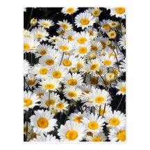 Daisy Delight Postcard