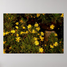 Daisy Delight Print
