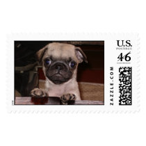 Daisy Dog postage
