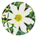Daisy Dreamin' stickers