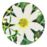 Daisy Dreamin' Sticker