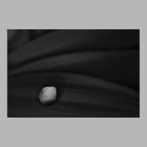 Daisy Droplet Black and White posters by ChristianTravers Daisy Droplet Black and White posters