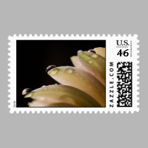 Daisy Droplet postage