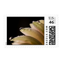 Daisy Droplet postage