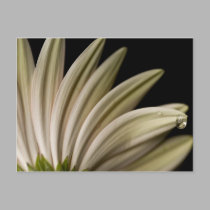 Daisy Droplet Postcard
