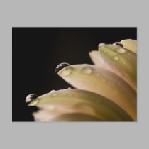 Daisy Droplet Postcard