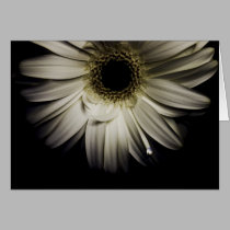 Daisy Droplet series cards by ChristianTravers Daisy Droplet series cards