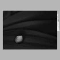 Daisy Droplet Series cards by ChristianTravers Daisy Droplet Series cards