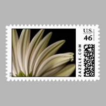 Daisy Droplet Series postage by ChristianTravers Daisy Droplet Series postage