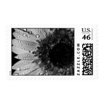 Daisy Droplet Series postage by ChristianTravers Daisy Droplet Series postage
