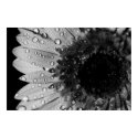 Daisy Droplets (Black and White) posters by ChristianTravers Daisy Droplets (Black and White) posters