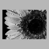 Daisy Droplets (Black and White) posters by ChristianTravers Daisy Droplets (Black and White) posters