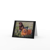 Daisy & Farley Notecard cards