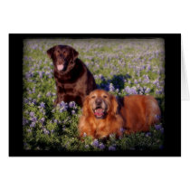 Daisy & Farley Notecard cards