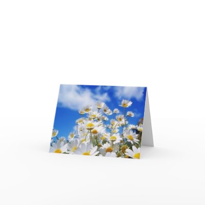Daisy Field Card by kokobaby