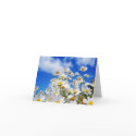 Daisy Field cards by kokobaby Daisy Field cards