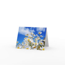 Daisy Field cards by kokobaby Daisy Field cards