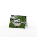 Daisy Field Card by SerenityCreek Daisy Field Card