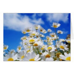 Daisy Field Card