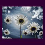 Daisy Field