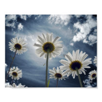 Daisy Field posters