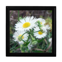 Daisy Fleabane Gift Box gift boxes