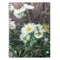 Daisy Fleabane Notebook notebooks