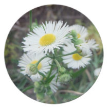Daisy Fleabane Plate plates