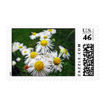 Daisy Fleabane Postage Stamp