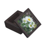Daisy Fleabane Premium Gift Box