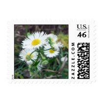 Daisy Fleabane Small Postage Stamps stamps