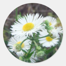 Daisy Fleabane Stickers