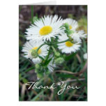 Daisy Fleabane Thank You Card