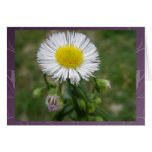Daisy Fleabane Wildflower cards