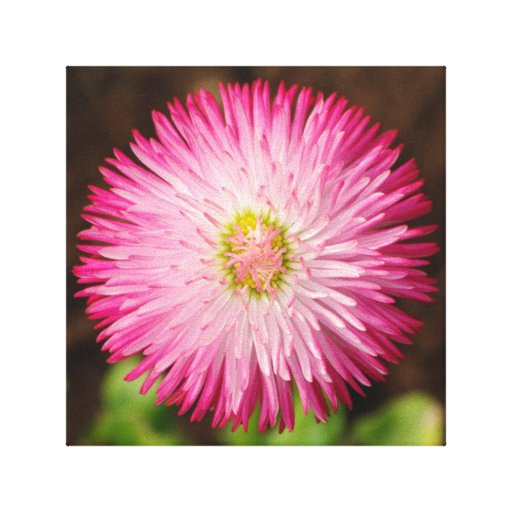 Daisy Flower - Canvas Canvas Prints