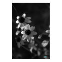 Daisy Flower Portrait posters