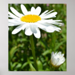 Daisy Flower Poster posters