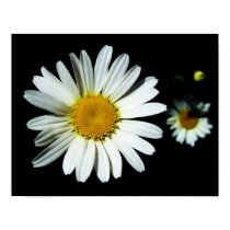 Daisy Flower posters