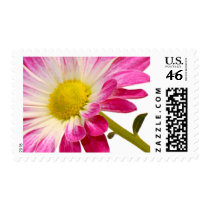 Daisy Flower Stamps | Fuchsia Daisy Postage