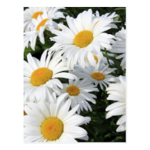 Daisy Flowers Growing White Post Cards