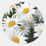 Daisy Flowers Growing White Round Stickers