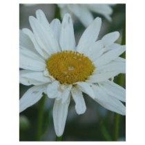daisy flyers